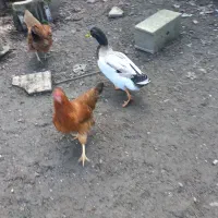 اردک غاز|حیوانات مزرعه|لاهیجان, یوسف آباد|دیوار