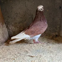 کبوتر پرشی|پرنده|رشت, بوسار|دیوار