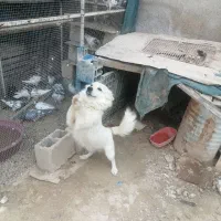 فروش سگ قست پنج تومان