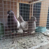 فروش کبوتر پرشی ونقشی|پرنده|پیر بکران, |دیوار