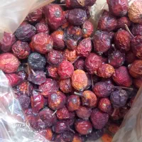 میوه گل نسترن