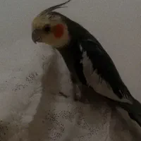 عروس هلندی سینامون گمشده