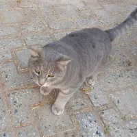 واگذاری گربه زیبا واهلی وآرام