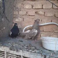 ۵ تا کفتر بهبهانی نر هوایی باهم ۵۰۰|پرنده|شیراز, شهرک زینبیه|دیوار