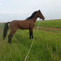 شهرستان کرخه عبدلخان