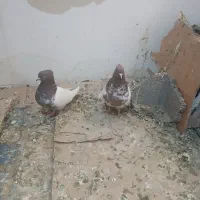 کفتر کله دارخوب