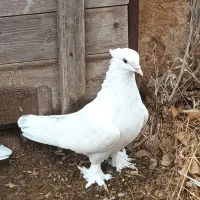 کبوتر پرشی|پرنده|ماهنشان, |دیوار