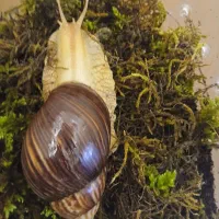 حلزون ایماکولاتا