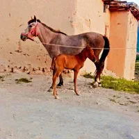 مادیون ۳سال