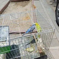 یک جفت مرغ عشق|پرنده|بجنورد, |دیوار