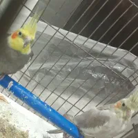 عروس هلندی نر و ماده بالغ