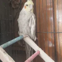 عروس هلندی|پرنده|خمینی‌شهر, |دیوار