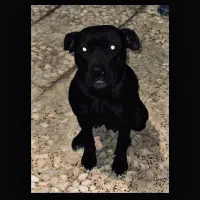 پیتبول ماده بالغ