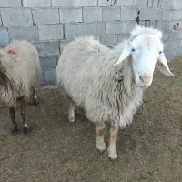 قوچ|حیوانات مزرعه|بجنورد, |دیوار