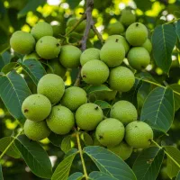 پیش فروش نهال گردو چندلر، فرصت محدود با قیمت ویژه