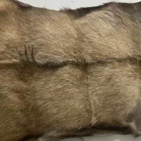 فرش