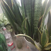 گل و گیاه طبیعی|گل و گیاه طبیعی|محمدشهر, محمدشهر|دیوار