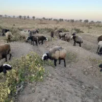 ۳۸ راس شیشک همه ابستن