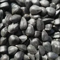 تخمه افتابگردان سیاه درشت