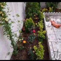 گیاه پزشک باغبانی و هرس و کاشت درخت گیاهان تزئینی|خدمات باغبانی و درختکاری|مشهد, سجاد شهر|دیوار