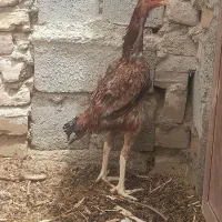 مرغ لاری