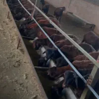 فروش ۲۰۰راس بره|حیوانات مزرعه|شیراز, آبیاری|دیوار