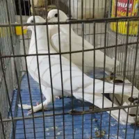 کبوتر سفید پاپر مغلق