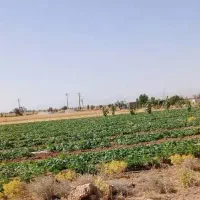 زمین کشاورزی سرچهان