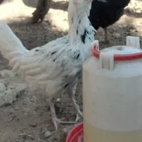 تخم مرغ نطفه دار|حیوانات مزرعه|پاکدشت, پارچین|دیوار