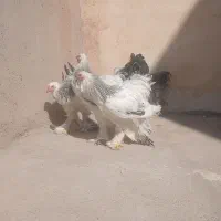خروس برهما ۷ ماهه نژاد لایت