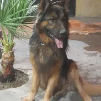 سگ ژرمن نر ۳ساله