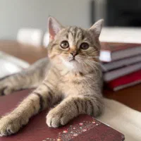 گربه اسکاتیش