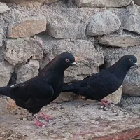 کبوتر|پرنده|سرفاریاب, |دیوار