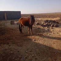 اسب|اسب و تجهیزات اسب‌سواری|جلگه رخ, |دیوار