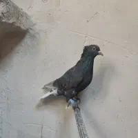 سینه و طوقی|پرنده|قائن, |دیوار