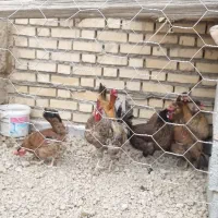 فروش مرغ و خروس|حیوانات مزرعه|شادگان, |دیوار