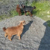 ۴راس کهره نر