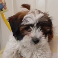 سگ‌ پا کوتاه