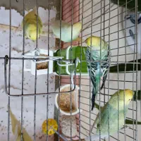 مرغ عشق رینبو|پرنده|کرج, شاهین‌ویلا|دیوار