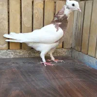 دونه ۲۰۰