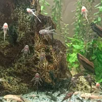 ماهی کتفیش باله بلند