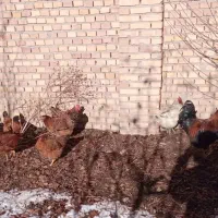 تعداد 16عددمرغ وخروس بفروش می رسد|حیوانات مزرعه|ورزقان, |دیوار