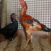 خروس و مرغ لاری دونگ بالا افغان..در رباط کریم