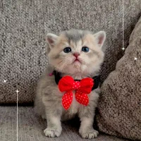 بریتیش بلو گلد|گربه|کرج, فاز ۲ مهرشهر|دیوار