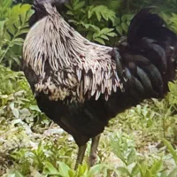 فروش خروس ایام سمانی اصیل