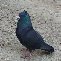 زاغ بوشهری نر جوان