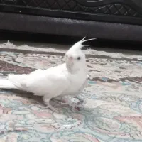 پرنده. عروس هلندی