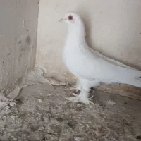 تعدادی کبوتر لوتی وکله زرد