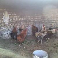 پرنده|پرنده|گلپایگان, |دیوار