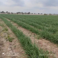 اجاره زمین کشاورزی|اجارهٔ دفتر صنعتی، کشاورزی، تجاری|توکهور, |دیوار